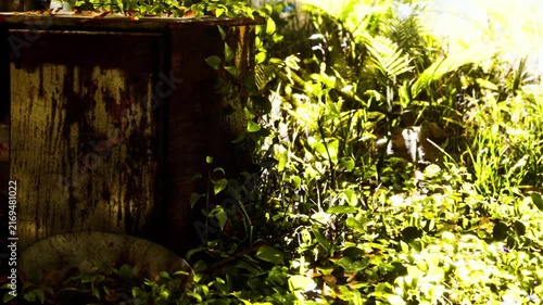 Sunlight filters through plants in a garden. An old wooden box sits among green foliage and scattered debris, creating a natural, unkept setting.