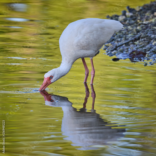 Bild auf Leinwand American White Ibis Eudocimus albus drinking water with beautiful reflections mi