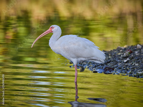 Foto American white ibis Eudocimus albus standing in the water or pond or lake with b