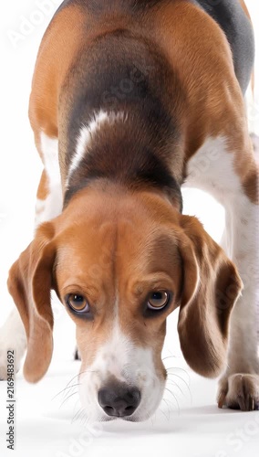 close-up shot of a tricolor beagle against a clean white void background, maintaining the specific bowing apology, with head and chest low and eyes pleading upwards