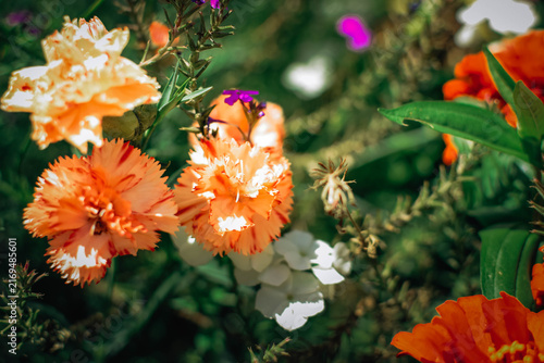 Фотография Delicate peach-orange double garden carnations with red-edged petals blooming am
