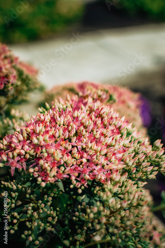 Cuadro en lienzo Close-up of a dense stonecrop flower cluster covered with delicate pink star-sha
