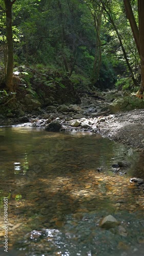 Clear Forest Stream in Dappled Sunlight, Tranquil Green Valley Nature Vertical Video