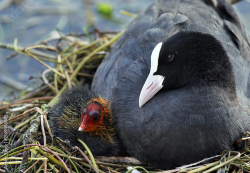 Foto Eurasian coot (Fulica atra) with her baby in the nest