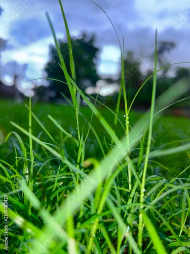 Grass after the rain, still clinging with dewdrops.