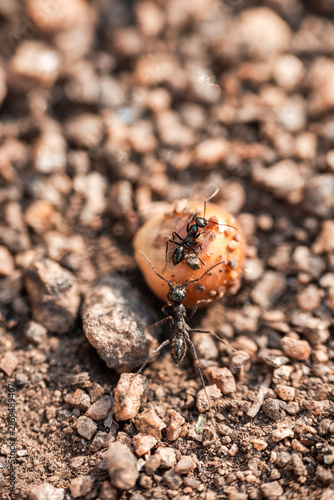 Ants Carrying a Corn Kernel to Their Anthill