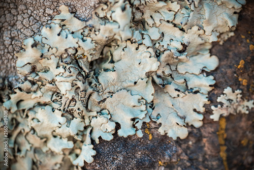Natural Lichen Texture on Weathered Stone – Abstract Organic Background