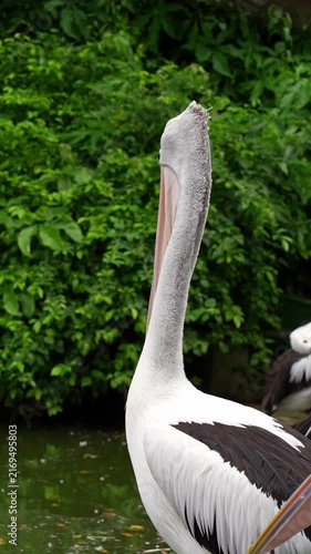 side portrait of pelican moving its long beak on the zoo, australian pelican in its natural habitat