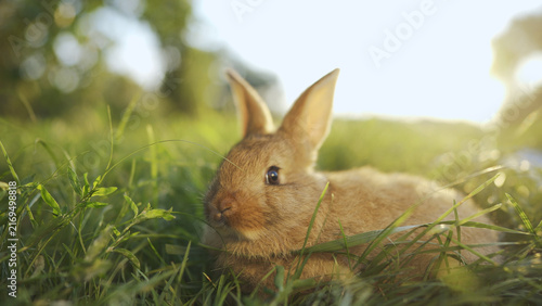 A rabbit rests on the grass under the warm sun. The sun casts gentle light on the rabbit, highlighting its soft fur and the surrounding greenery.