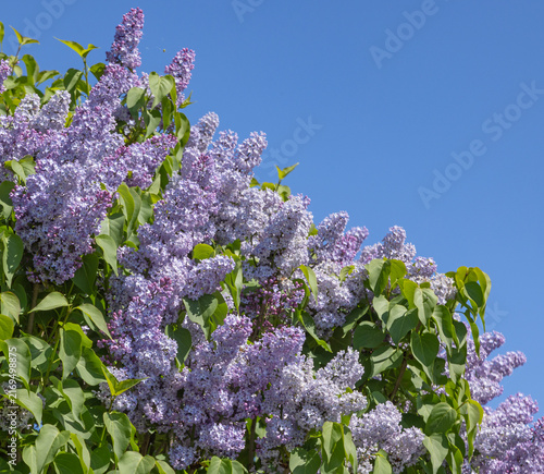 Obraz na plátně Syringa vulgaris bleu mauve
