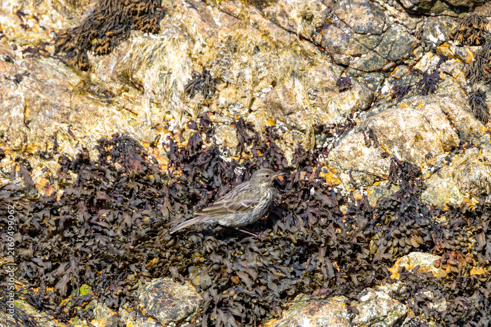 Fototapeta premium Rock pipit among seaweed