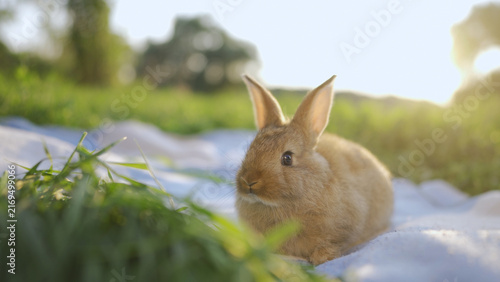 A rabbit rests peacefully in the warm sun, surrounded by soft grass. The gentle sun illuminates the rabbit, creating a serene scene in nature's embrace.