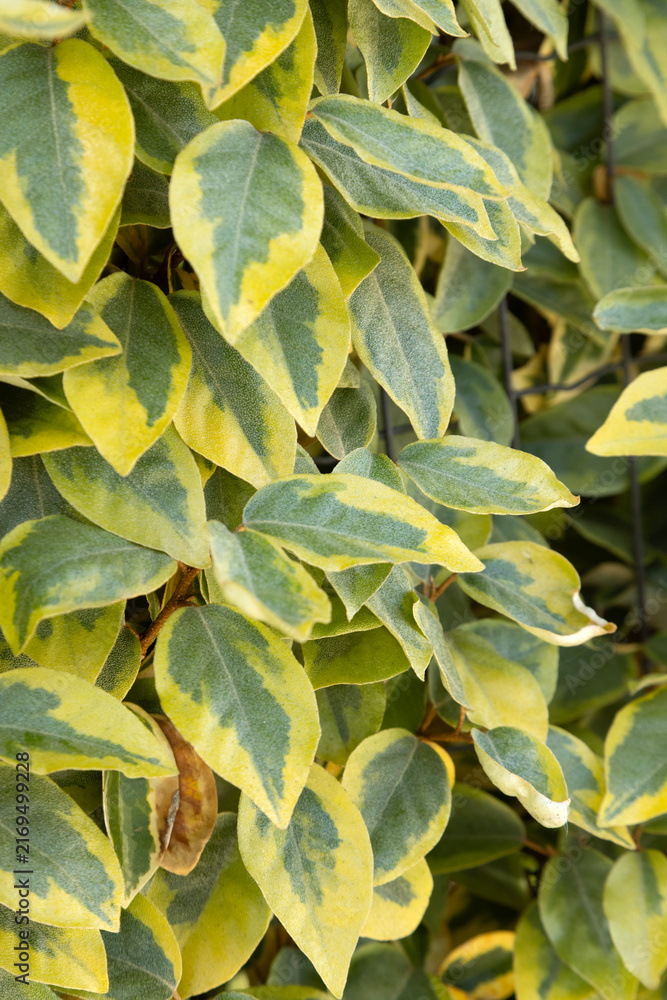 Fototapeta premium Gros plan du feuillage d'Elaeagnus ebbingei viveleg 