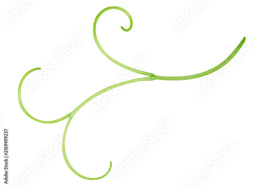 Fotografie Grape tendrils for packaging