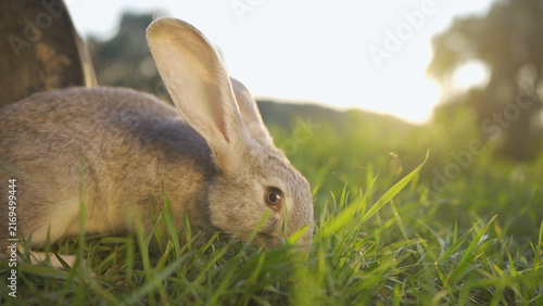 A rabbit explores the park, sniffing the grass near a bucket. The rabbit in the park seems curious about the bucket as the sun sets behind the trees.
