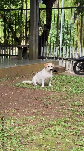 dog sitting on the ground in the ground looking lost, cute dog sit near the fence