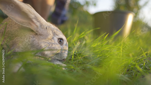 A rabbit is resting in the grass, highlighting the rabbit's delicate features. A hand is gently reaching towards the rabbit, showing an interaction between the hand and rabbit.