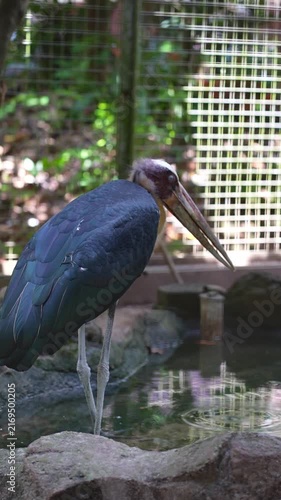 medium shot of lesser adjutant drinking in the pond inside the cage, black bird in the zoo