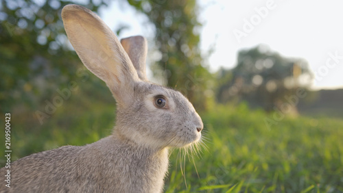 A rabbit is exploring the park, moving through the grass in the warm sunlight. The park provides a peaceful environment for the rabbit to enjoy its surroundings.