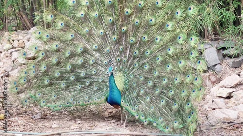 indian peafowl showing off its iridescent color, blue peacock turning around while it dancing during mating season