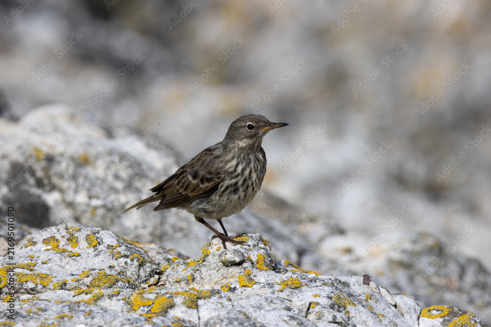 Fototapeta premium Rock pipit on coastal rocks