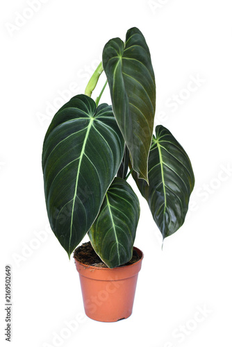 Foto Tropical 'Philodendron Melanochrysum' houseplant with large leaves in flower pot