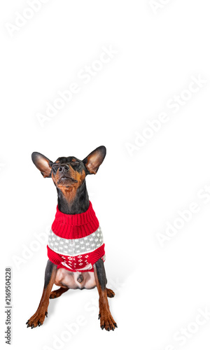 Konstfotografi A Miniature Pinscher is deep in thought.