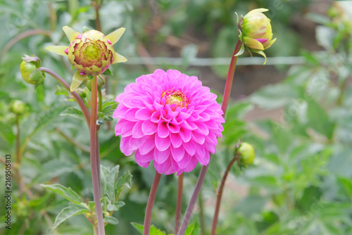 Floral decoration and gardening. Dahlia bush with purple flower in autumn. Cottage garden in sunny day. Blooming bright pink flower.