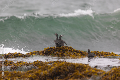 Spectacular guillemot or sooty guillemot (Cepphus carbo) bird perched on the ocean shore