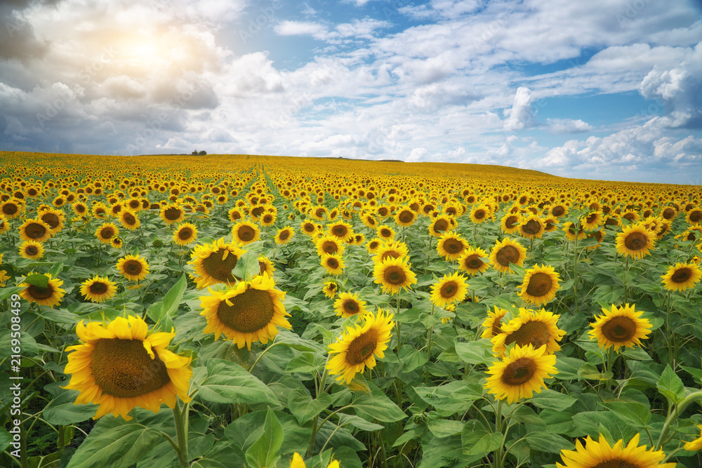 Fototapeta premium Vibrant yellow sunflowers bloom in a vast field stretching to the horizon under a bright cloudy sky. Countryside agricultural landscape