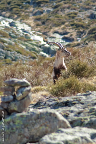 Male Iberian Ibex in the Sierra de Gredos, Spain