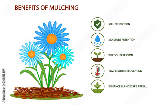 Mulch benefits infographic with garden flower growing in soil mulch layer and eco icons set for soil protection, moisture retention weed suppression temperature regulation and landscape appeal, vector