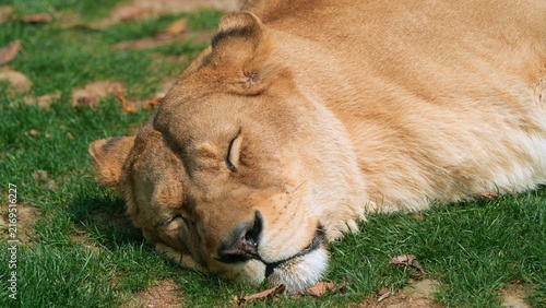 female lion in the grass, portrait of lioness sleeping in the zoo