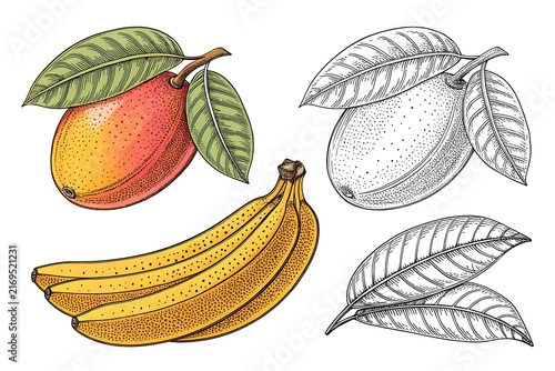 Colorful and black and white tropical fruits illustration