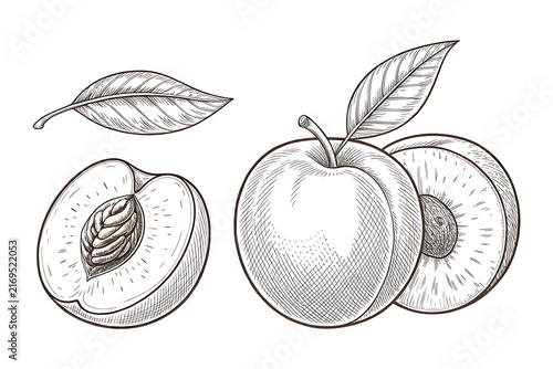 Peach and apple with leaves illustration