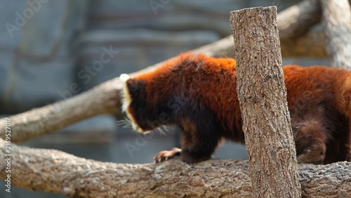 fresh cut used in red panda's habitat, red panda like to walk around in its habitat, blurred animal in the nature background
