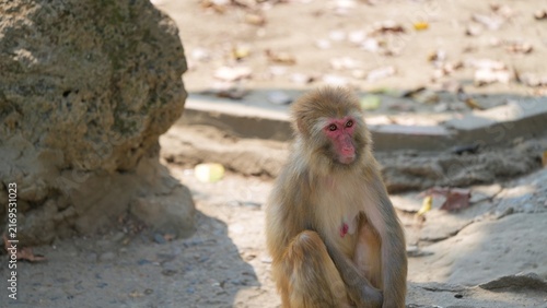 japanese macaque sitting alone in the afternoon, female monkey with red face dazing off under the sun in the zoo, snow monkey face with red colored