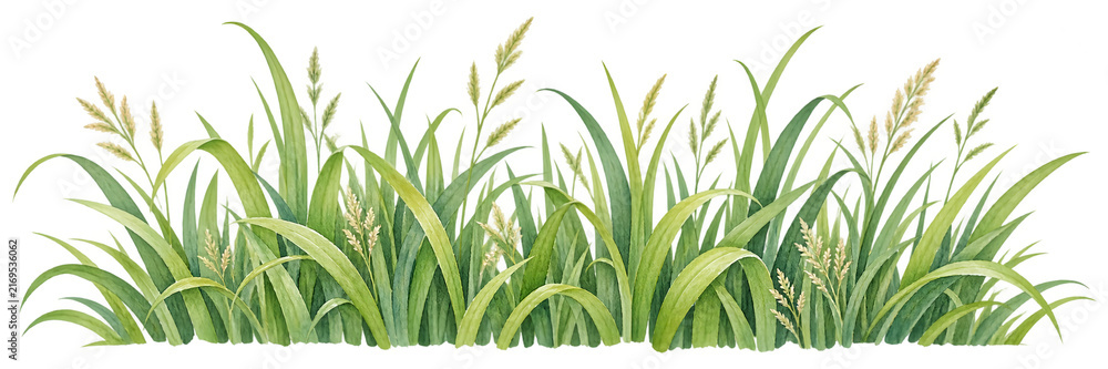 Obraz premium Fresh watercolor illustration of green grass blades and wild herbs forming a natural horizontal border. Isolated on a white background, perfect for eco and spring designs.