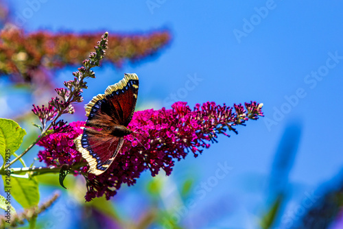Trauermantel - Schmetterling - Edelfalter - Insekt