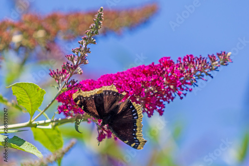 Trauermantel - Schmetterling - Edelfalter - Insekt