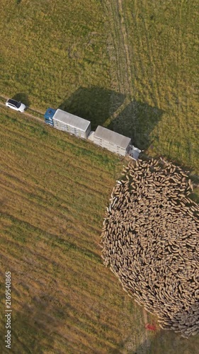 Aerial view of a flock of sheep being guided into a livestock trailer in Lombardy, Italy, illustrating animal transport and traditional agricultural activity.