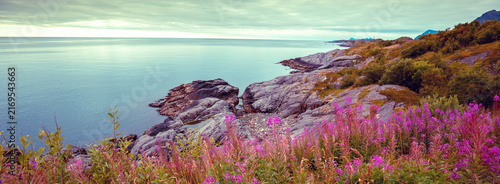 Blooming pink willow flowers on a rocky seashore with dramatic evening sky
