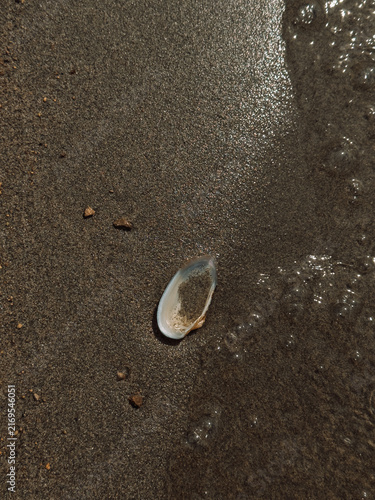 Фотография Single seashell on wet sand beside receding seawater, minimal beach background
