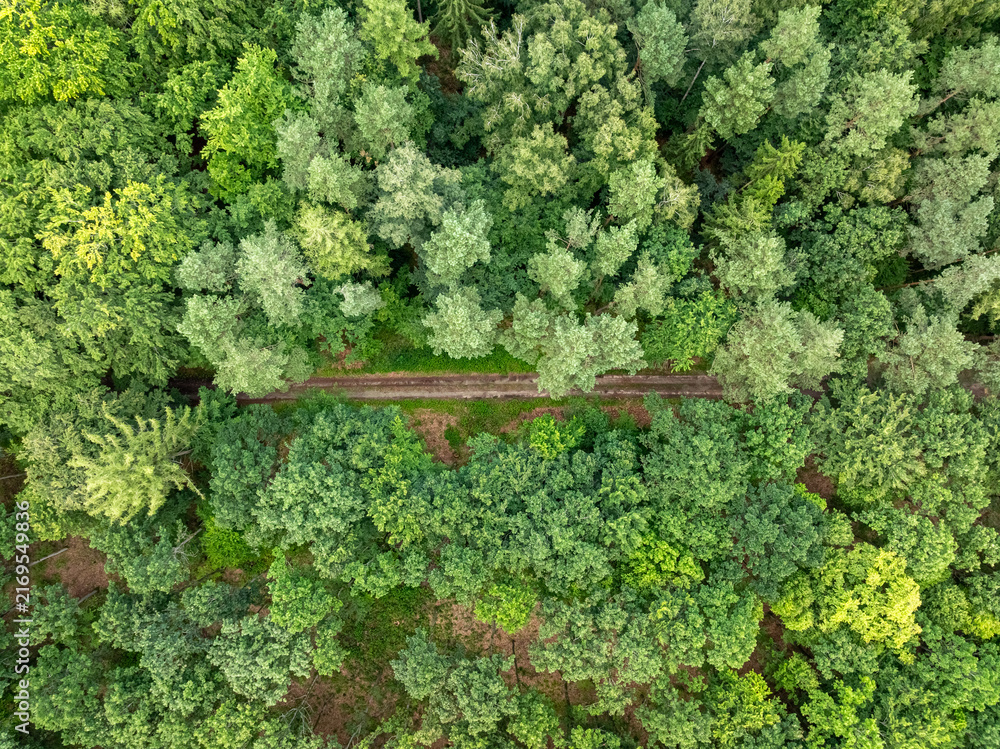 Naklejka premium Vast green forest stretch viewed from above, summer Poland.
