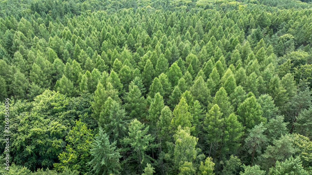 Naklejka premium Flying over an endless expanse of green forest, summer Poland.