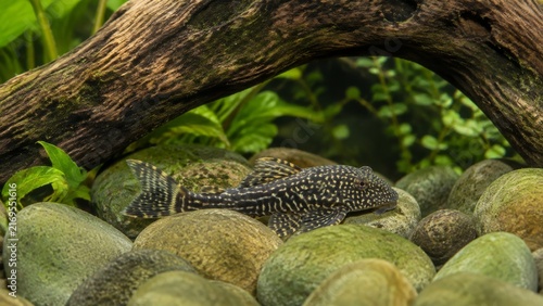 Freshwater tank algae eater – sucker fish near aquatic plants authentic detail authentic detail