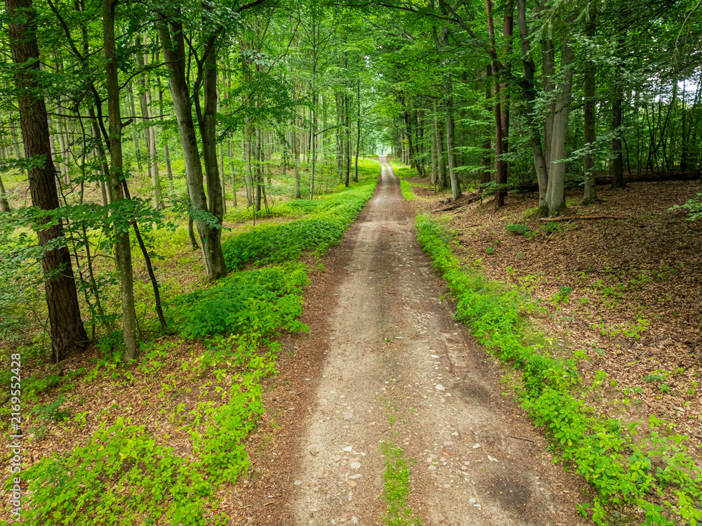 Fototapeta premium Sunlit summer woodland trail passing vibrant green trees, Poland.
