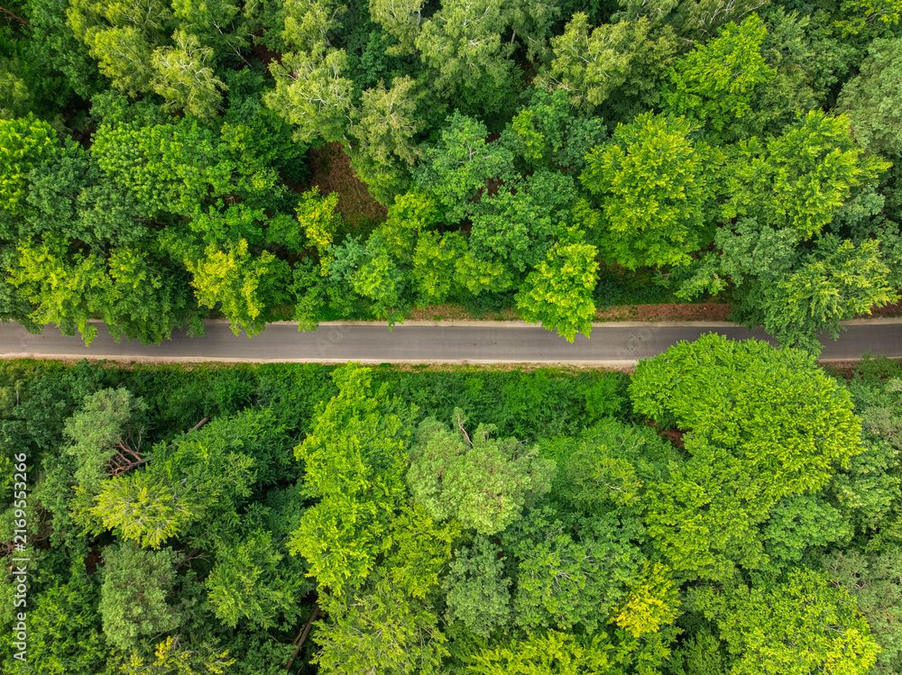 Fototapeta premium Peaceful summer road along a green, sunlit Polish road.