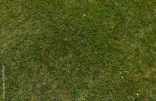 Obraz na plátne Fresh green grass texture background