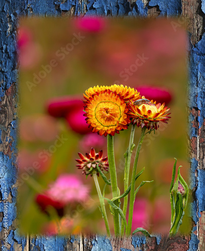 Strohblume im Rahmen